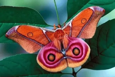 natureza