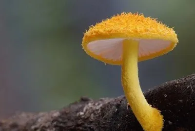 natureza