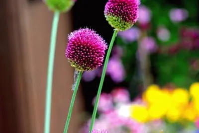 natureza