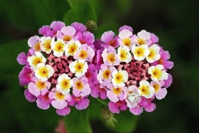 natureza