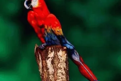 natureza