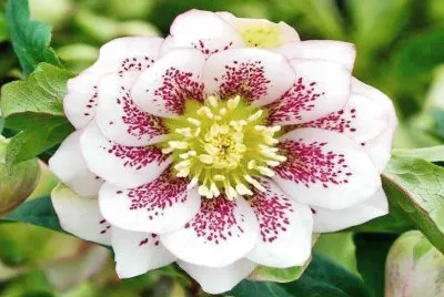 flor jigsaw puzzle
