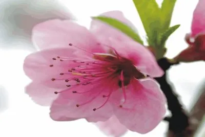 Pink flower