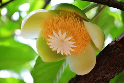 natureza