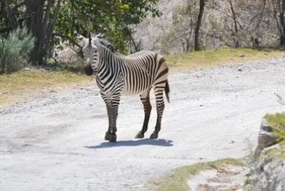 Zebra di montagna jigsaw puzzle