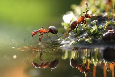 natureza