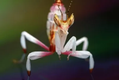 natureza