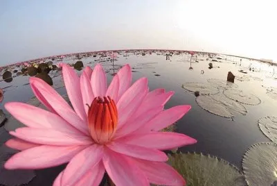 natureza