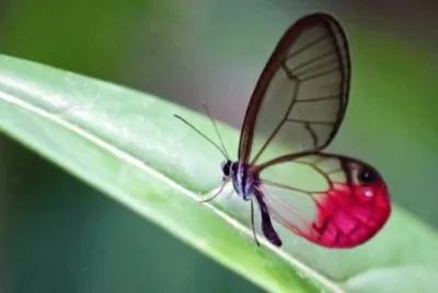 natureza