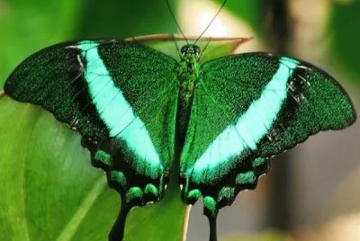 natureza