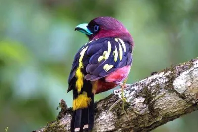 natureza