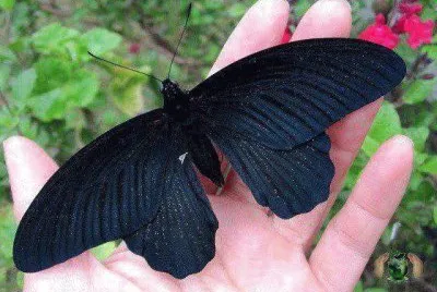natureza