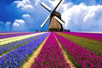 Breath Taking Flower Field Image