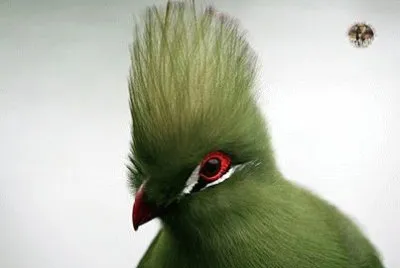 natureza