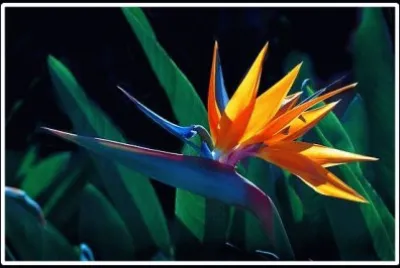 natureza