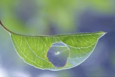 natureza