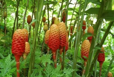 natureza