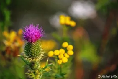 natureza