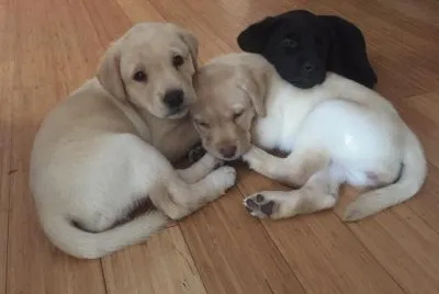 פאזל של cuccioli