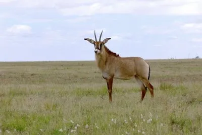 Antilope roana
