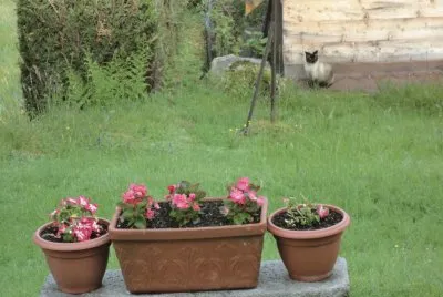 mia sur le cabanon jigsaw puzzle