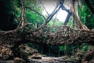 Living Roots Bridge Medallia