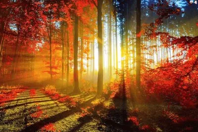autumn-189 jigsaw puzzle