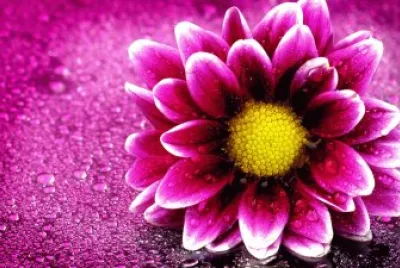 daisy