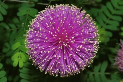 flores