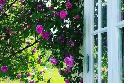 flores