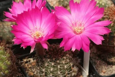 flores