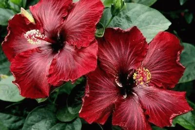 flores