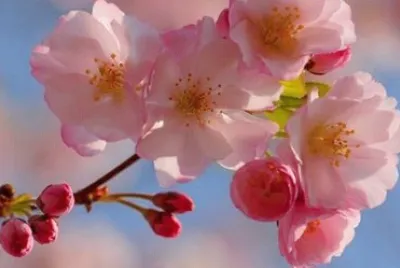 flores
