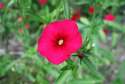 flores