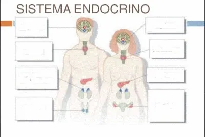 cuerpo humano