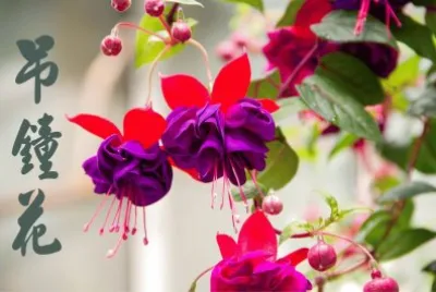 åŠé˜èŠ±
