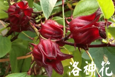 æ´›ç¥žèŠ±
