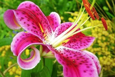 natureza