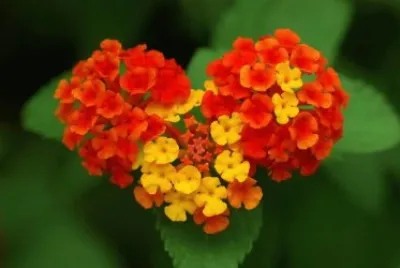 natureza