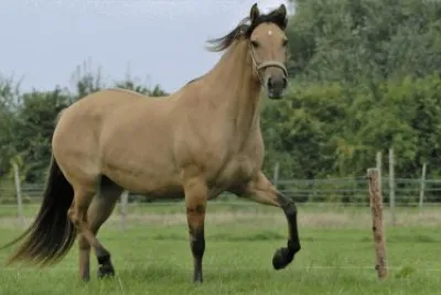 Kiger mustang