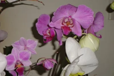 flores