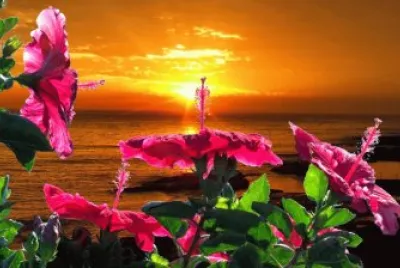 Fleurs