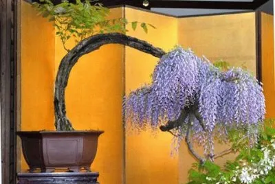 arte