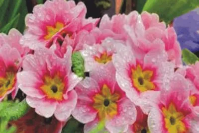 flowers