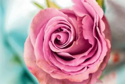 Pink Rose