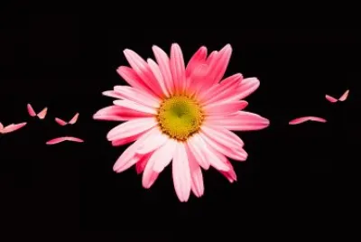 Pink daisy