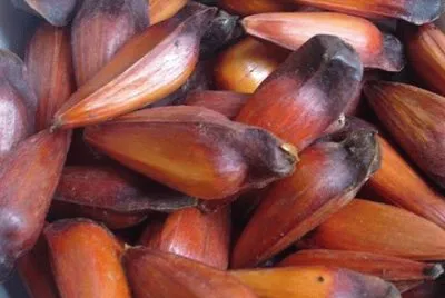 delicias