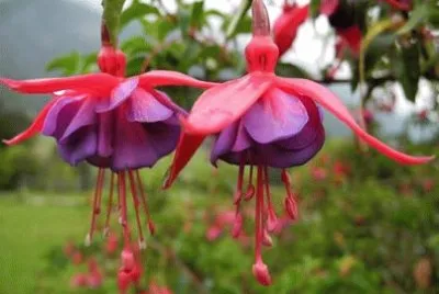 flores