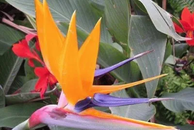 flores