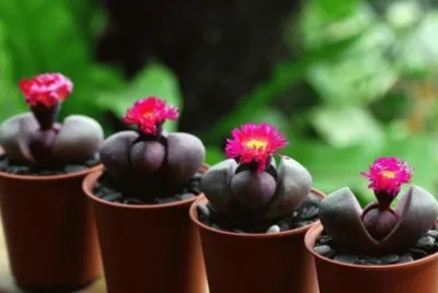 flores